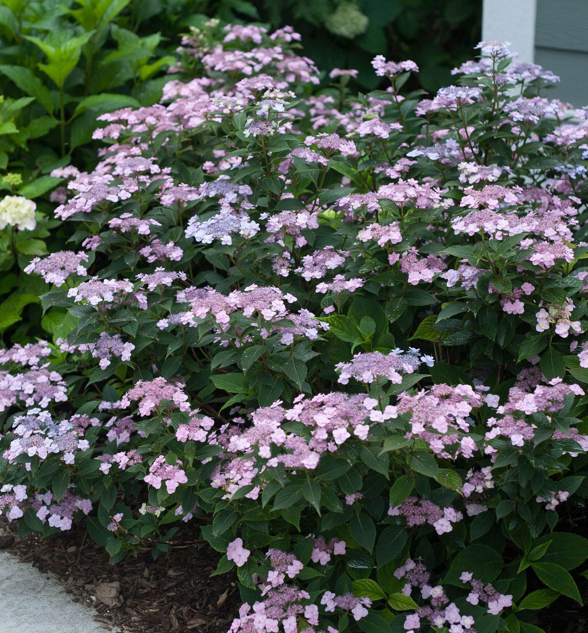 Hydrangea s. Tiny Tuff Stuff® -Ship Only