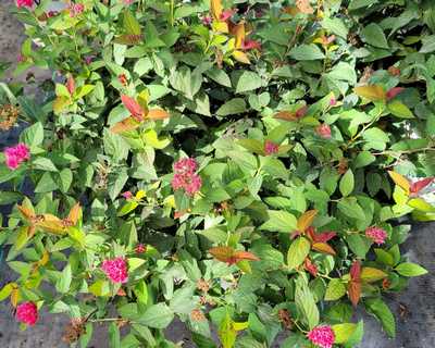 Spiraea Double Play Doozie® -Ship Only