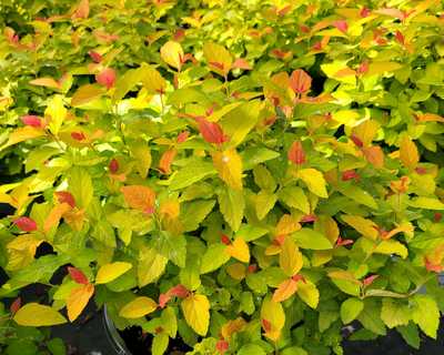 Spiraea j. Double Play® Candy Corn® -Ship Only