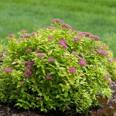 Spiraea j. Double Play® Gold -Ship Only
