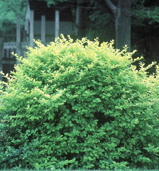 Ligustrum x vicaryi -Ship Only