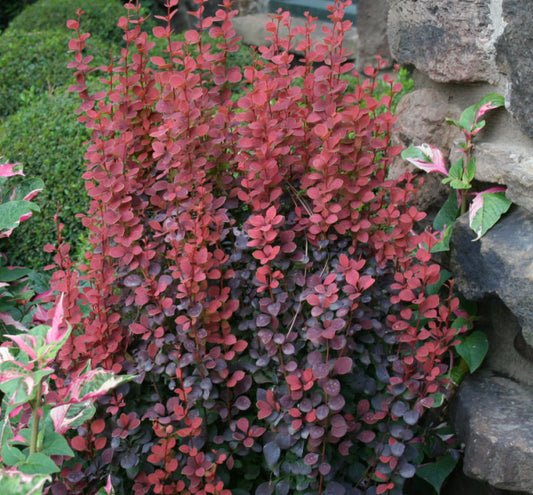 Berberis t. 'Orange Rocket' -Ship Only