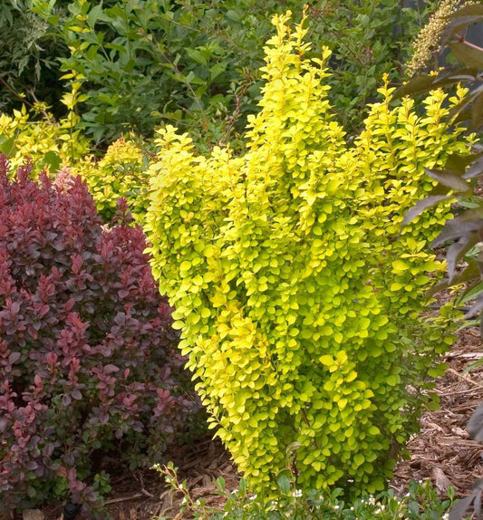 Berberis t. Sunjoy Gold Pillar® -Ship Only