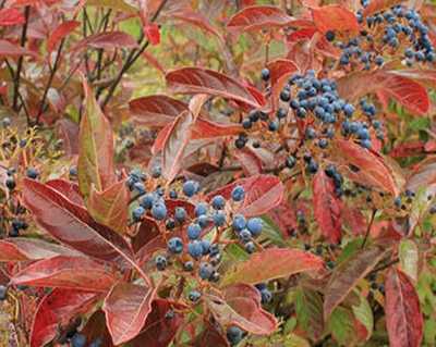 Viburnum n. Brandywine™ -Ship Only