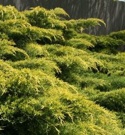 Juniperus c. 'Gold Lace' -Ship Only