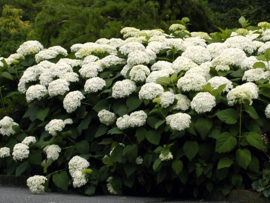 Hydrangea a. 'Annabelle' -Ship Only