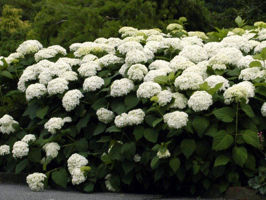 Hydrangea a. 'Annabelle' -Ship Only