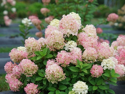 Hydrangea p. Fire Light Tidbit® -Ship Only