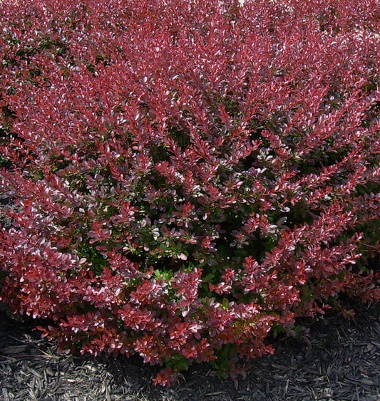 Berberis t. 'Crimson Pygmy' -Ship Only