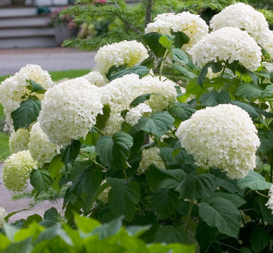 Hydrangea a. Incrediball® -Ship Only