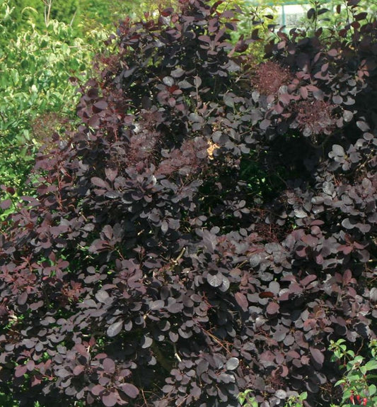 Cotinus c. 'Royal Purple' MS -Ship Only
