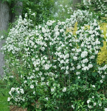 Philadelphus c. Illuminati Spice™ -Ship Only