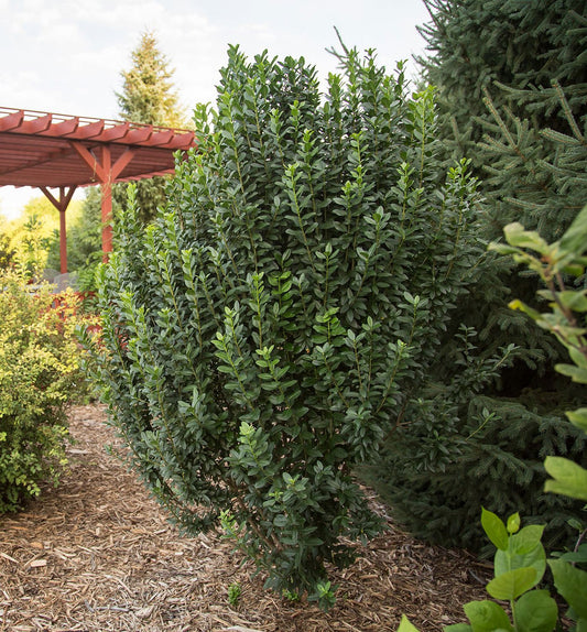 Ligustrum v. Straight Talk® -Ship Only