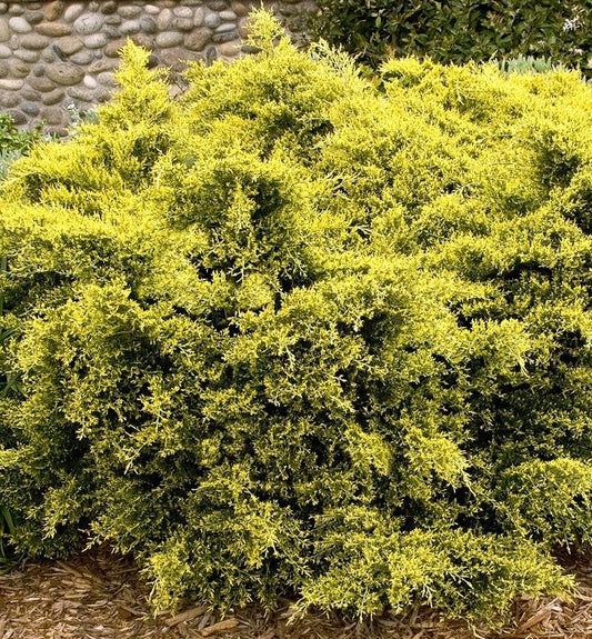 Juniperus c. 'Sea Of Gold' -Ship Only