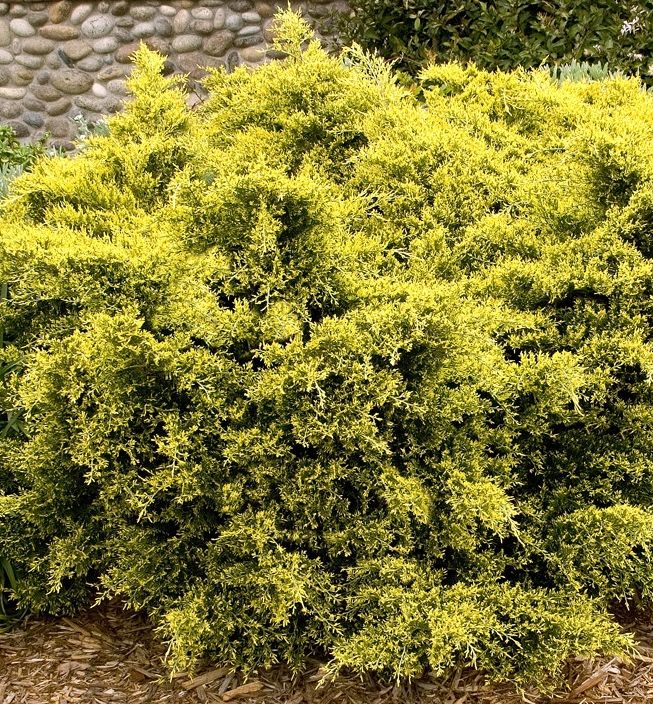 Juniperus c. 'Sea Of Gold' -Ship Only