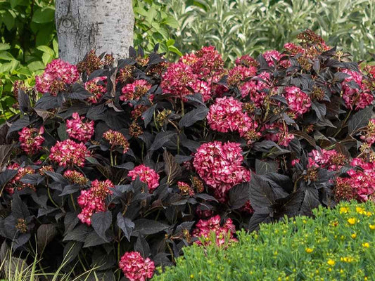 Hydrangea m. Eclipse® -Ship Only