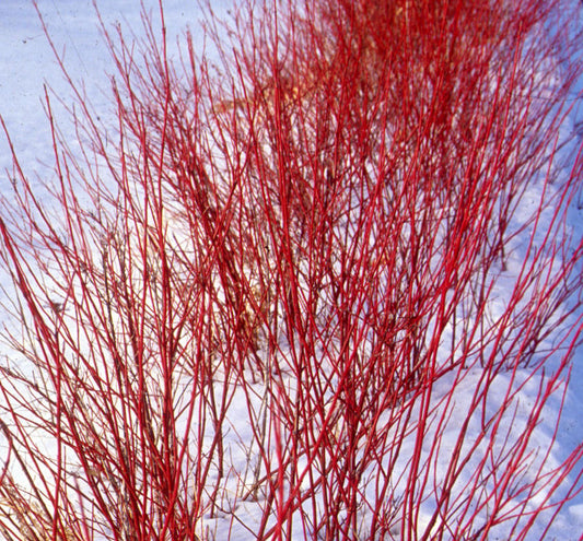 Cornus s. Arctic Fire® (Red) -Ship Only