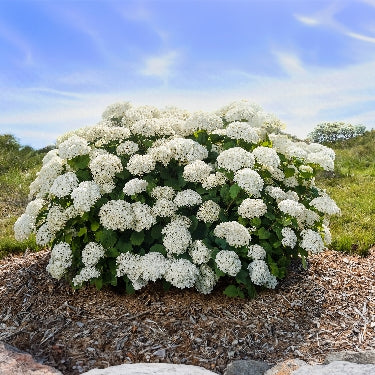 Hydrangea a. FlowerFull® -Ship Only