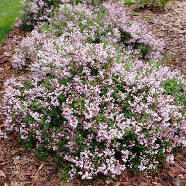 Deutzia Yuki Kabuki™ -Ship Only