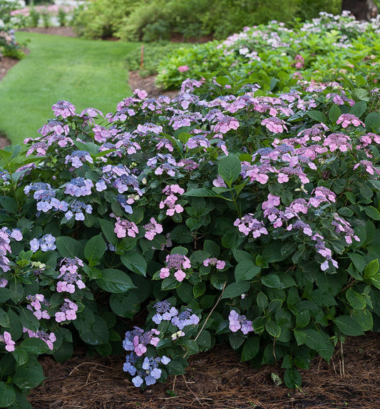 Hydrangea s. Tuff Stuff™ -Ship Only