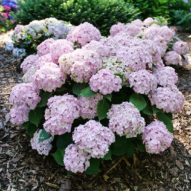Hydrangea m. Wee Bit Innocent™ -Ship Only