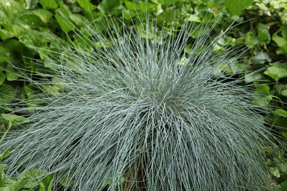 Grass-Festuca g. 'Elijah Blue' -Ship Only