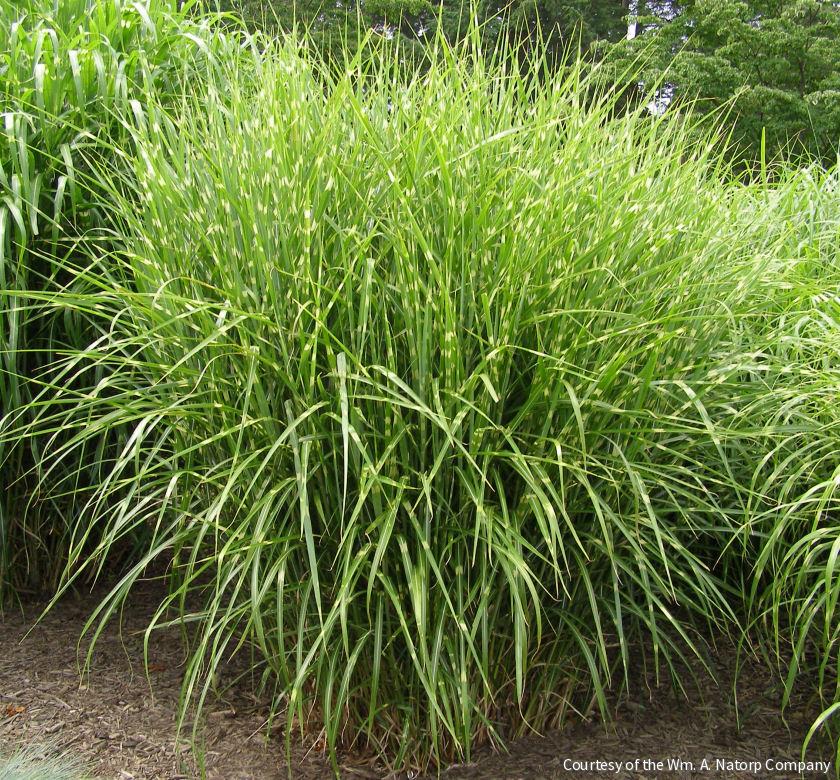 Grass-Miscanthus s. 'Strictus' -Ship Only