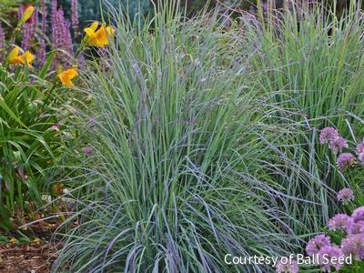 Grass-Schizachyrium s. 'Twilight Zone' -Ship Only