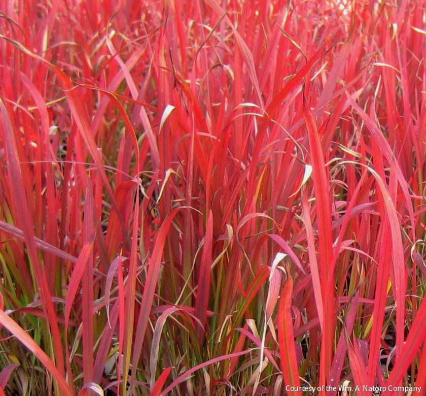 Grass-Imperata c. 'Red Baron' -Ship Only