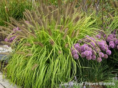Grass-Pennisetum a. 'Lemon Squeeze' -Ship Only