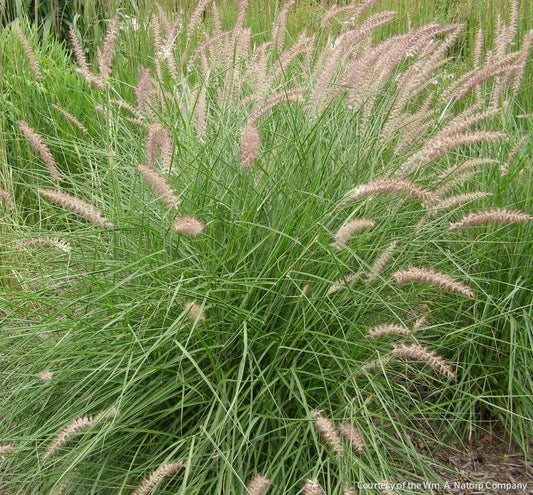 Grass-Pennisetum o. 'Karley Rose' -Ship Only