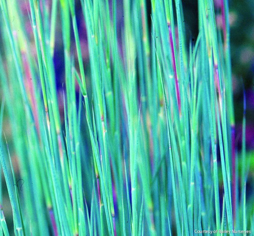 Grass-Schizachyrium s. 'The Blues' -Ship Only