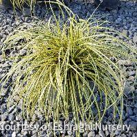 Grass-Carex o. Evercolor® 'Everoro -Ship Only