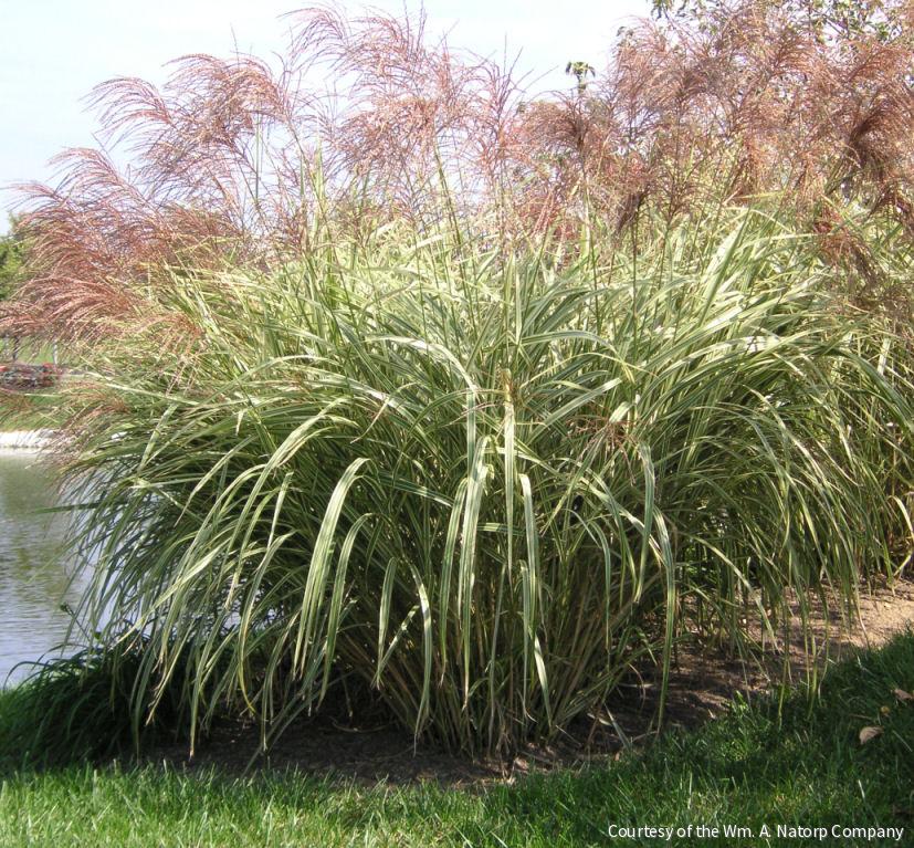 Grass-Miscanthus s. 'Variegatus' -Ship Only
