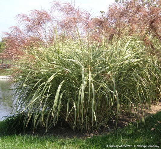 Grass-Miscanthus s. 'Variegatus' -Ship Only