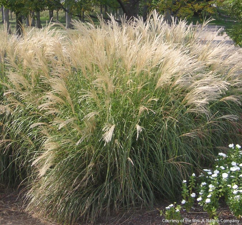 Grass-Miscanthus s. 'Adagio' -Ship Only