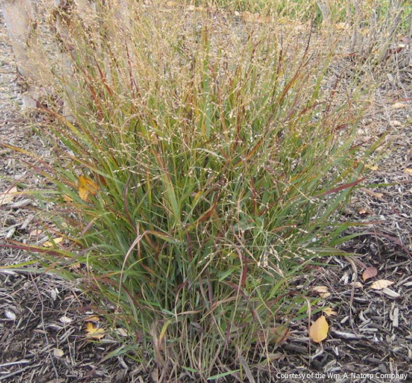 Grass-Panicum v. 'Shenandoah' -Ship Only