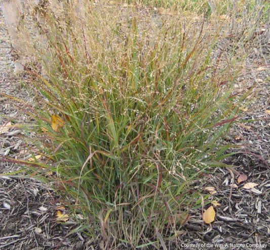 Grass-Panicum v. 'Shenandoah' -Ship Only