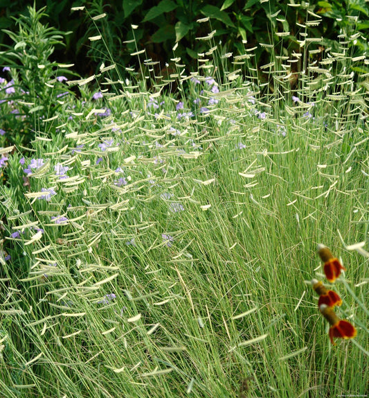 Grass-Bouteloua g. 'Blonde Ambition' -Ship Only