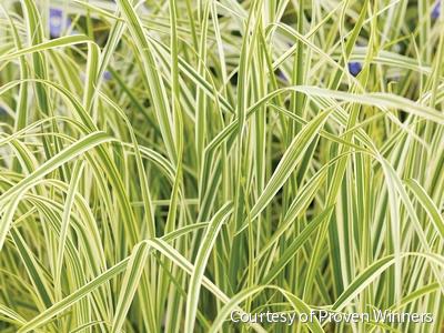 Grass-Calamagrostis x a. 'Overdam' -Ship Only