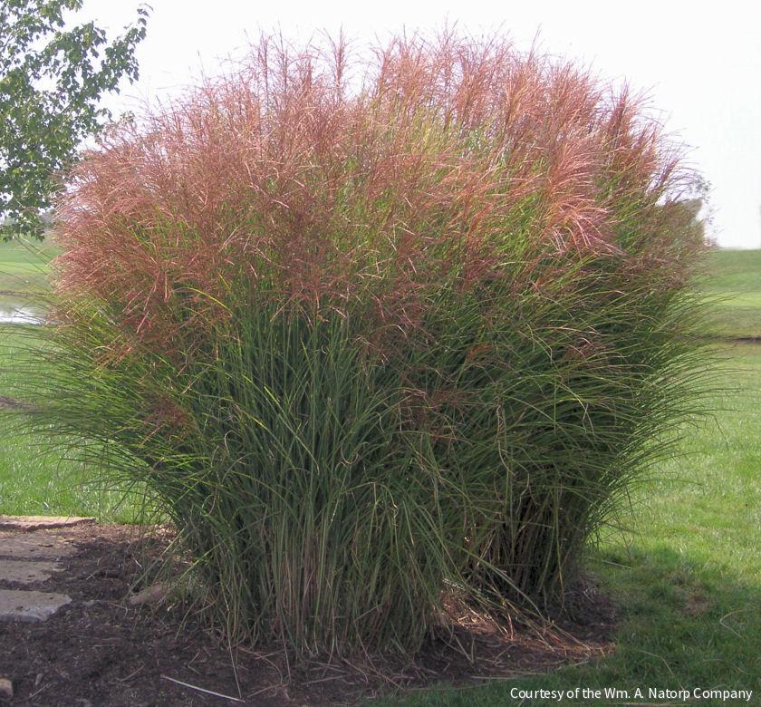 Grass-Miscanthus s. 'Gracillimus' -Ship Only