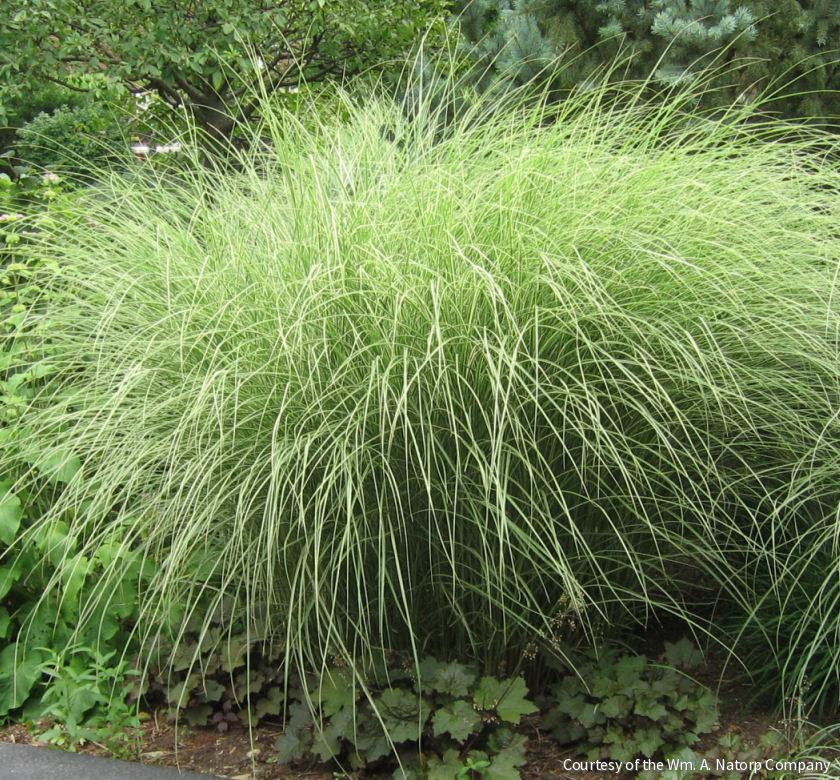 Grass-Miscanthus s. 'Morning Light' -Ship Only