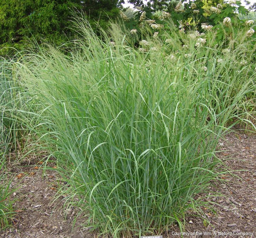 Grass-Panicum v. 'Heavy Metal' -Ship Only