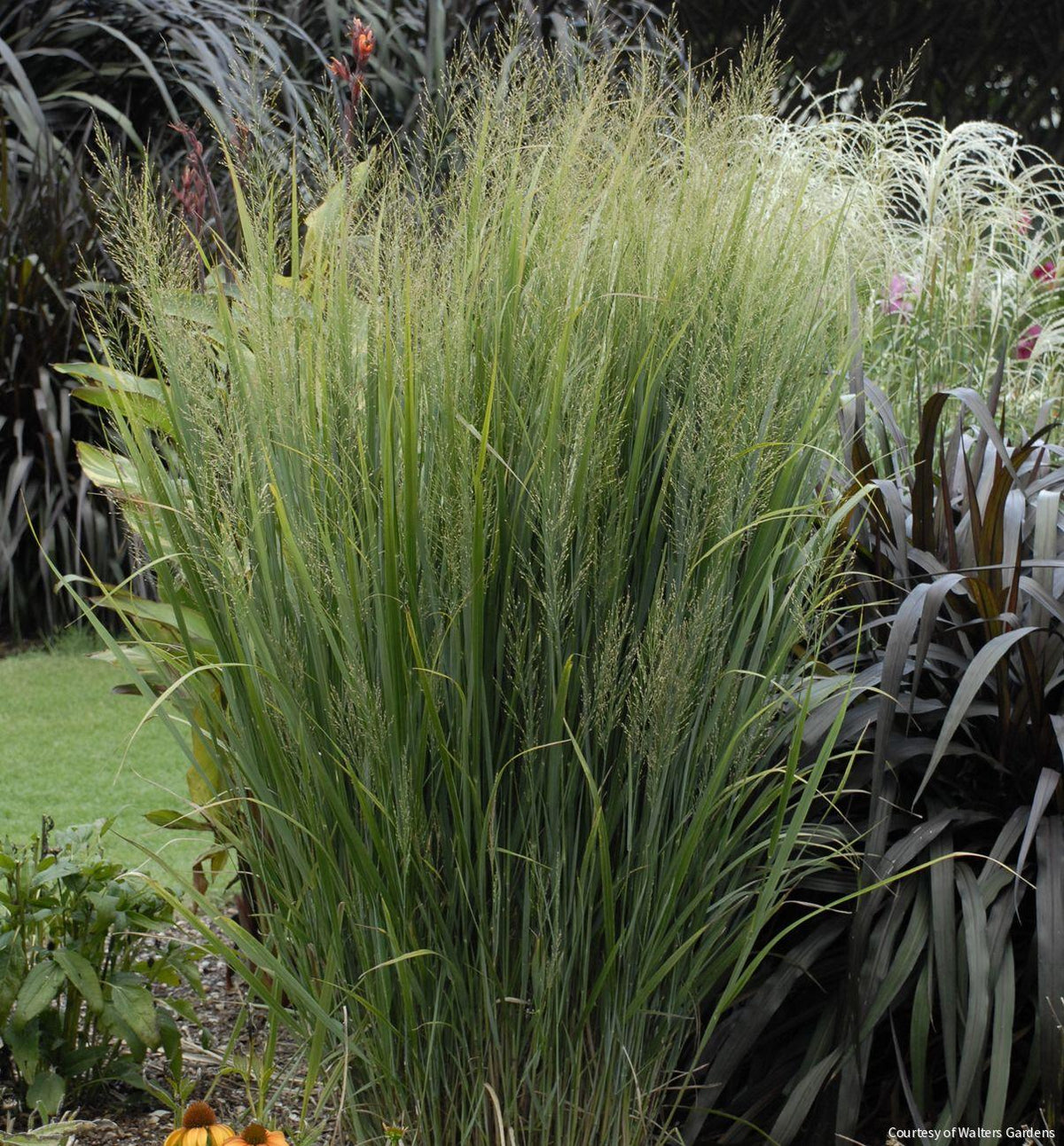 Grass-Panicum v. 'Northwind' -Ship Only