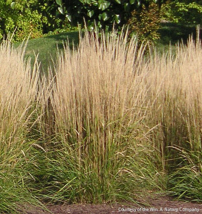 Grass-Calamagrostis x a. 'Karl Foerster' -Ship Only