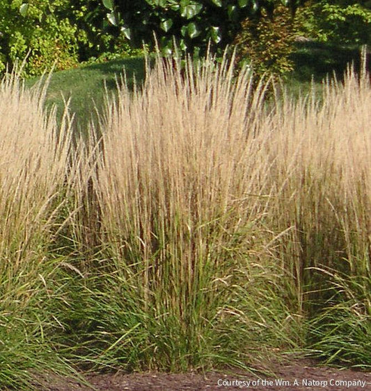 Grass-Calamagrostis x a. 'Karl Foerster' -Ship Only