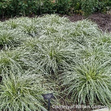 Grass-Carex Feather Falls™ -Ship Only