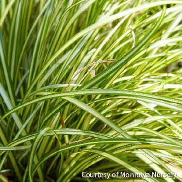 Grass-Carex Moon Falls™ -Ship Only
