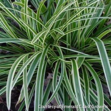 Grass-Carex morrowii 'Ice Dance' -Ship Only