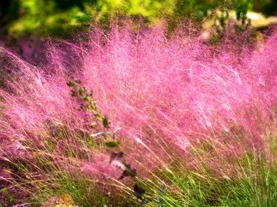 Grass-Muhlenbergia capillaris -Ship Only